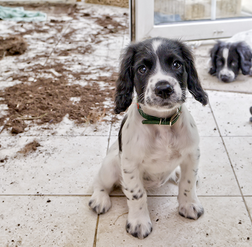 Covers damage caused by pets, too