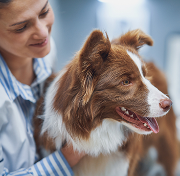 Covers treatment at any veterinarian